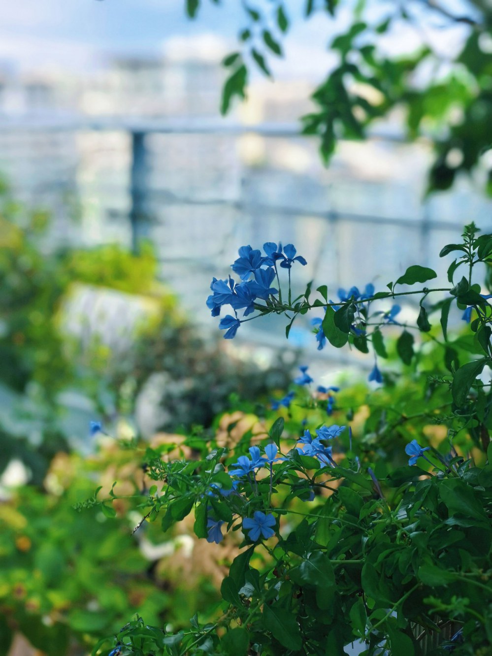 花未全开