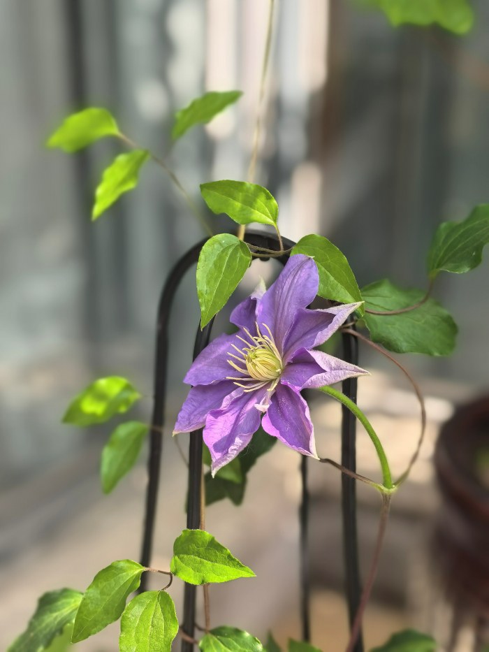 花开有时